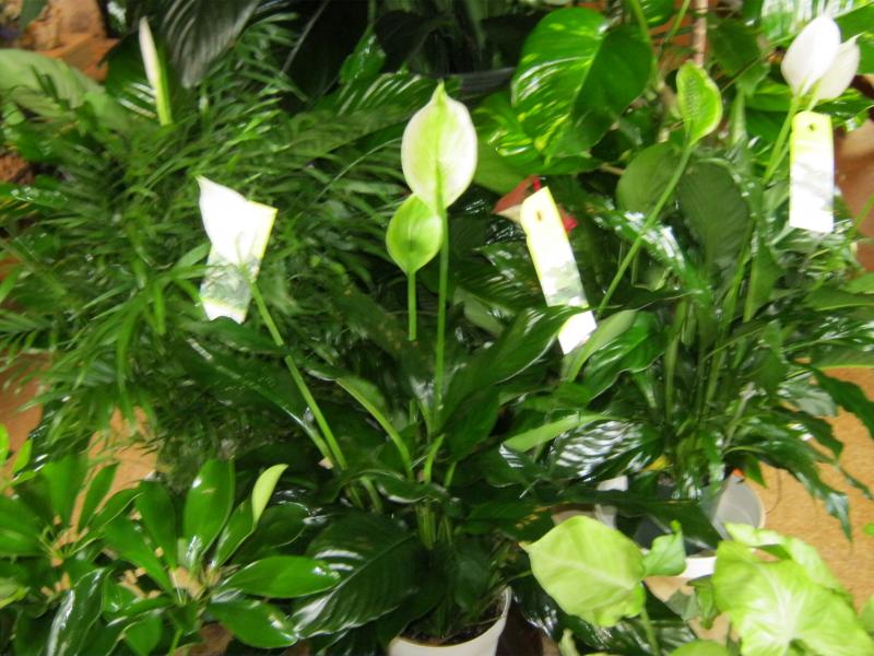 mixed green plants